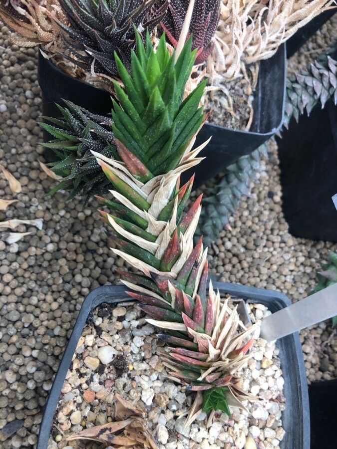 Astroloba herrei leaf