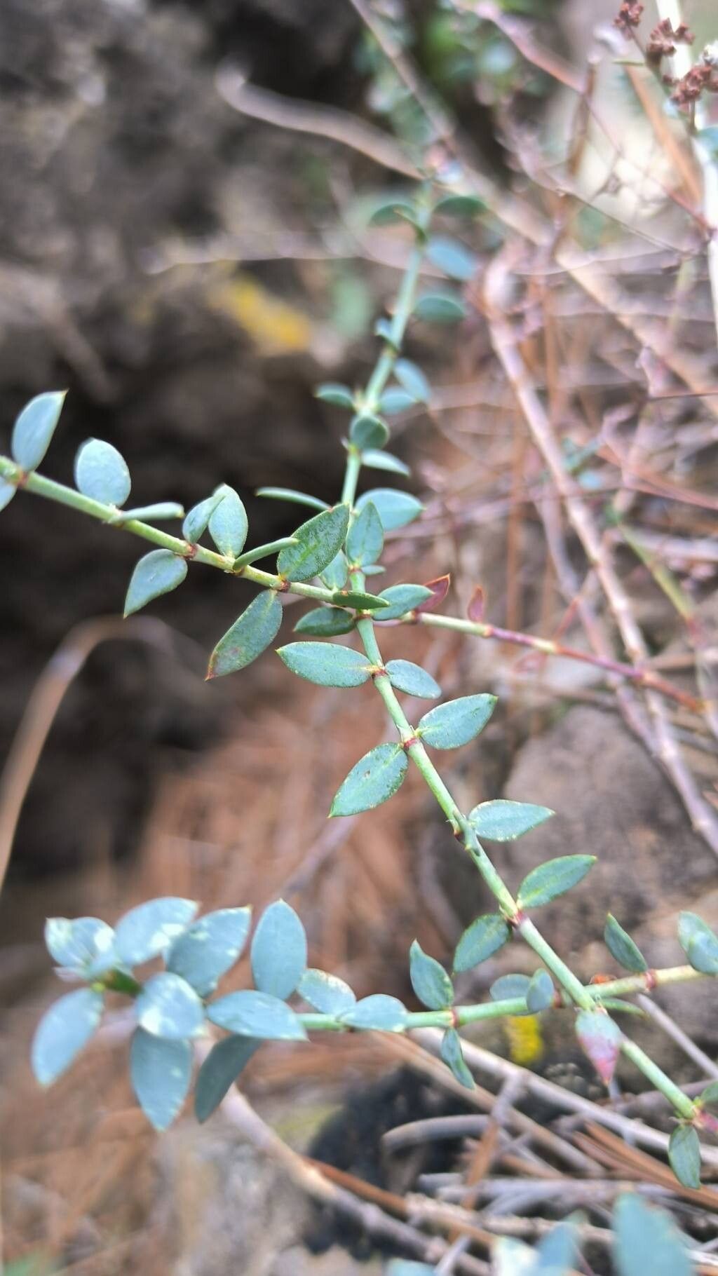 Paronychia suffruticosa leaf