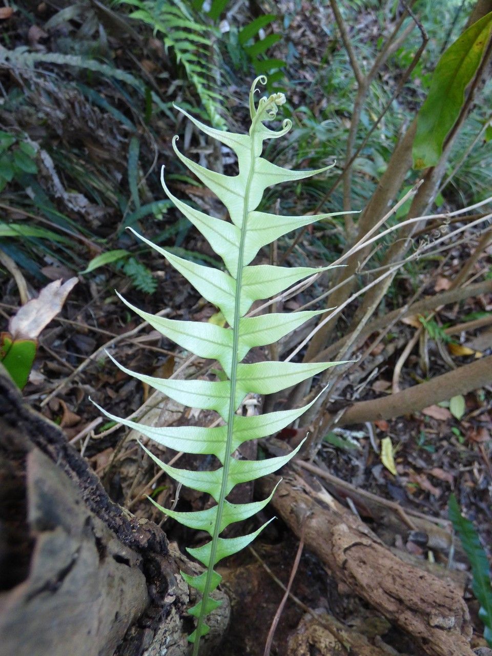 Blechnum attenuatum leaf