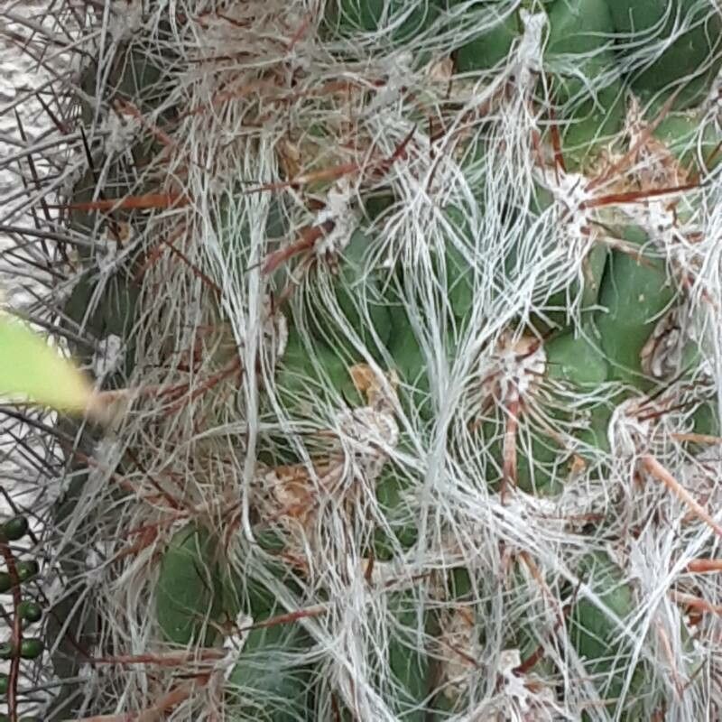 Oreocereus celsianus flower