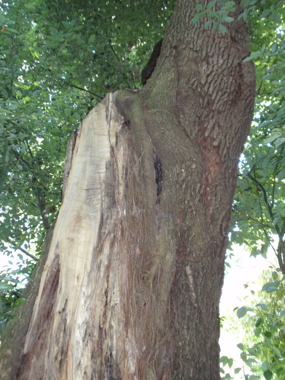Cinnamomum glanduliferum bark