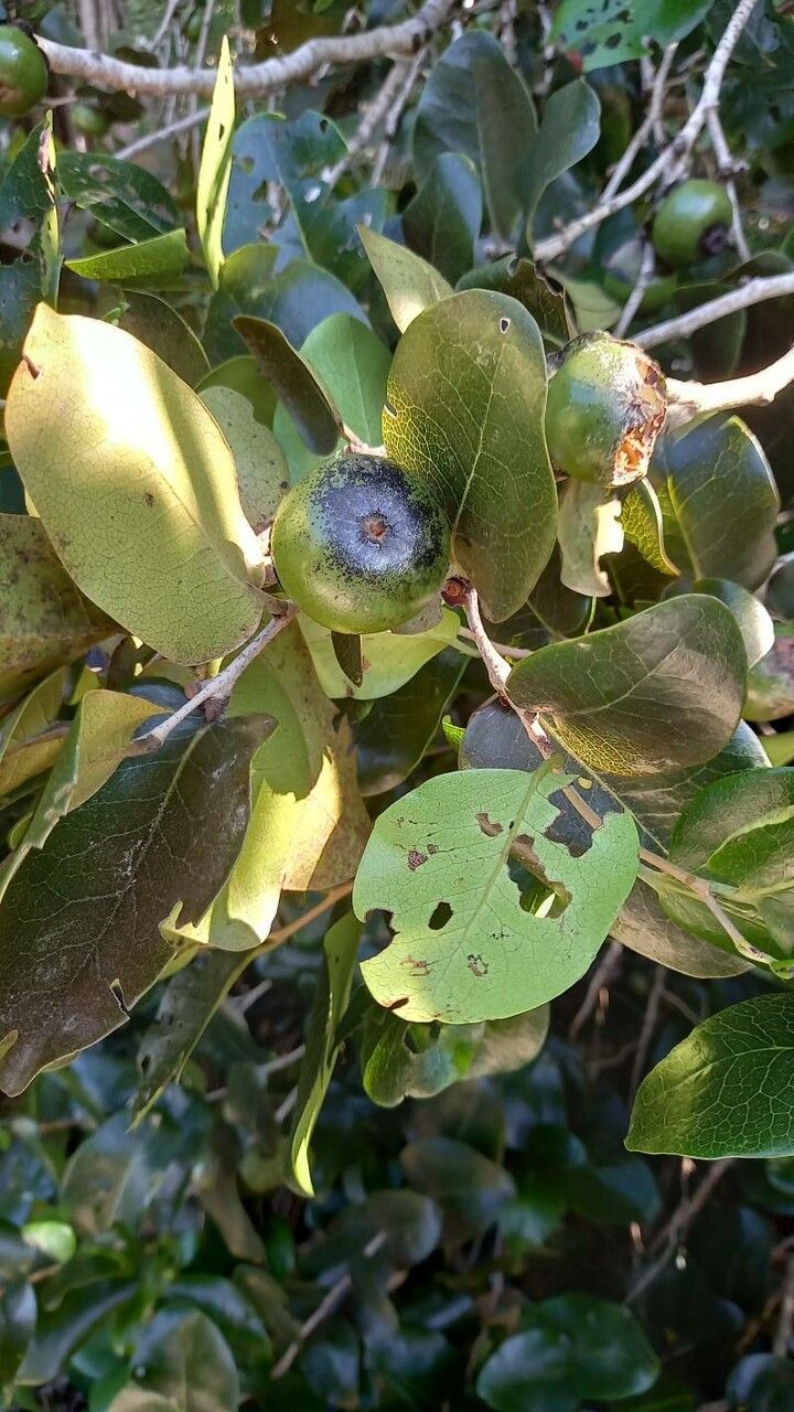 Diospyros egrettarum fruit