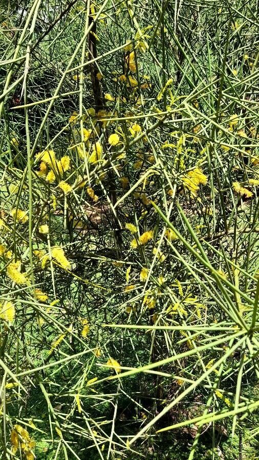 Prosopis kuntzei habit