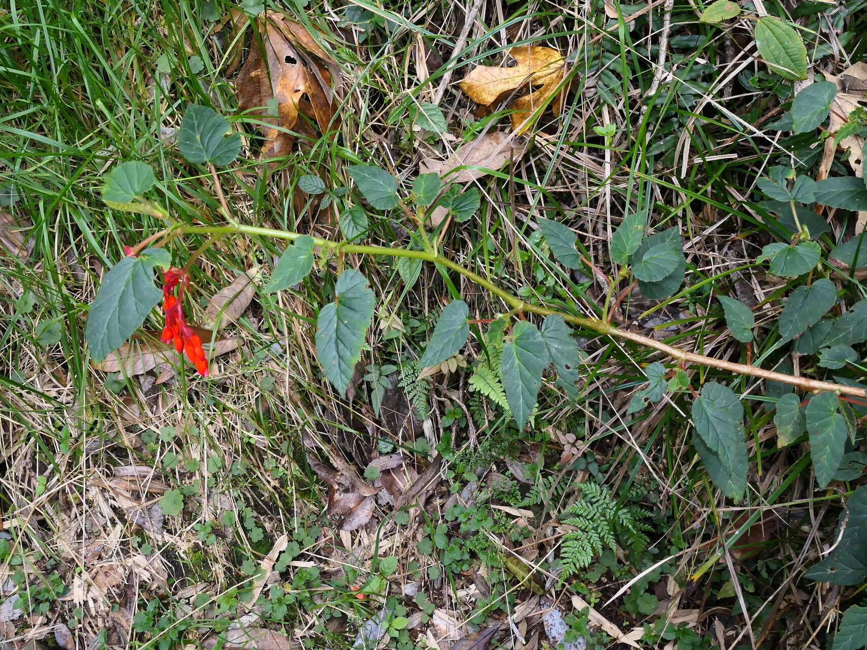 Begonia ferruginea habit