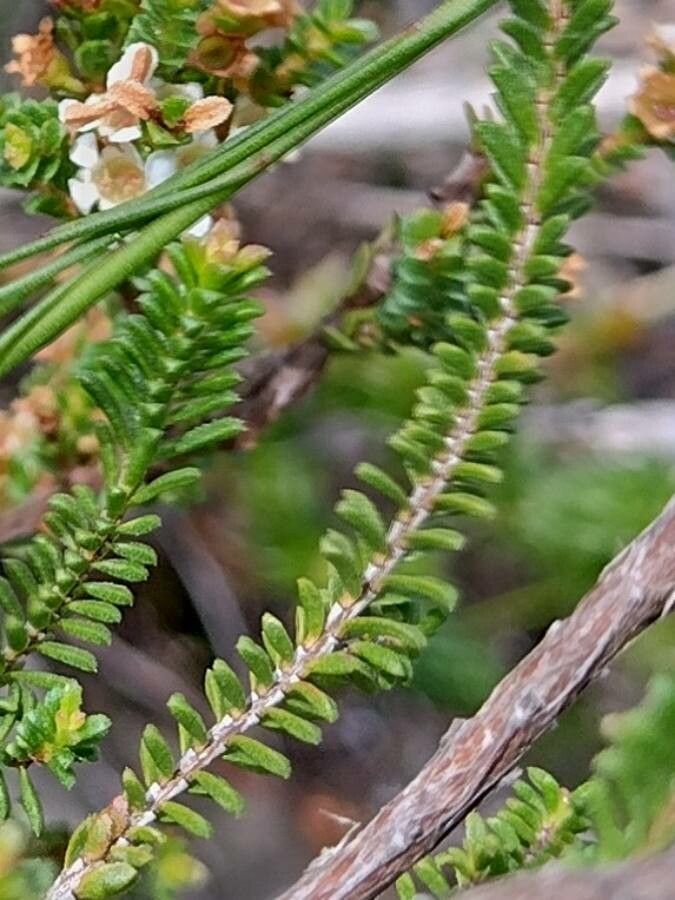 Baeckea diosmifolia — houseplant care guide