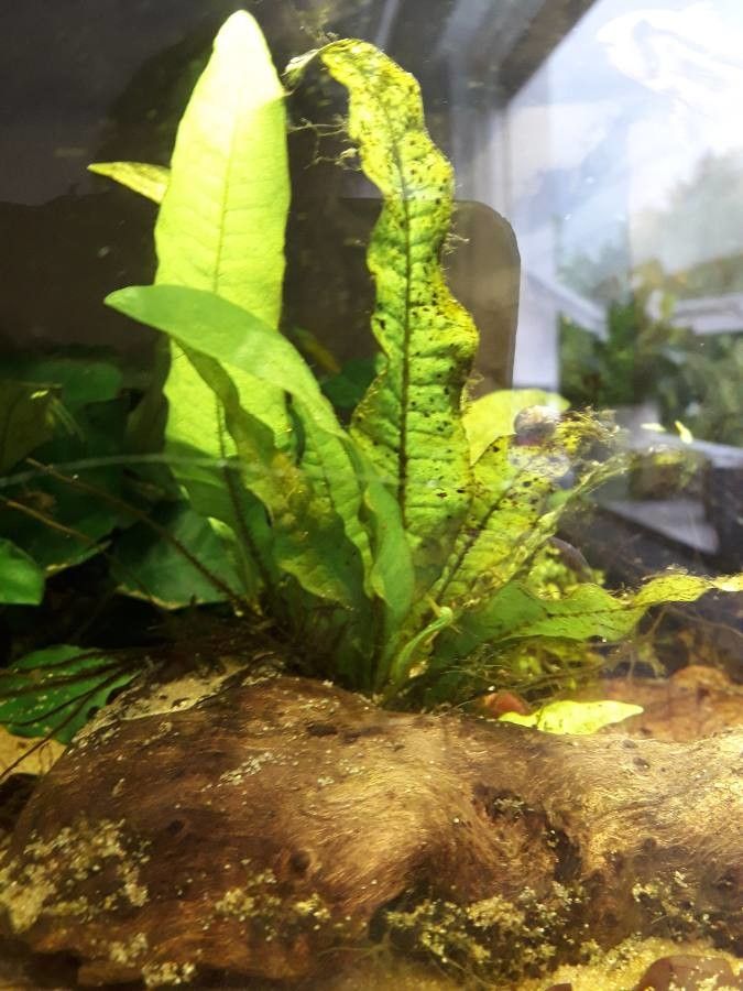 Echinodorus floribundus leaf