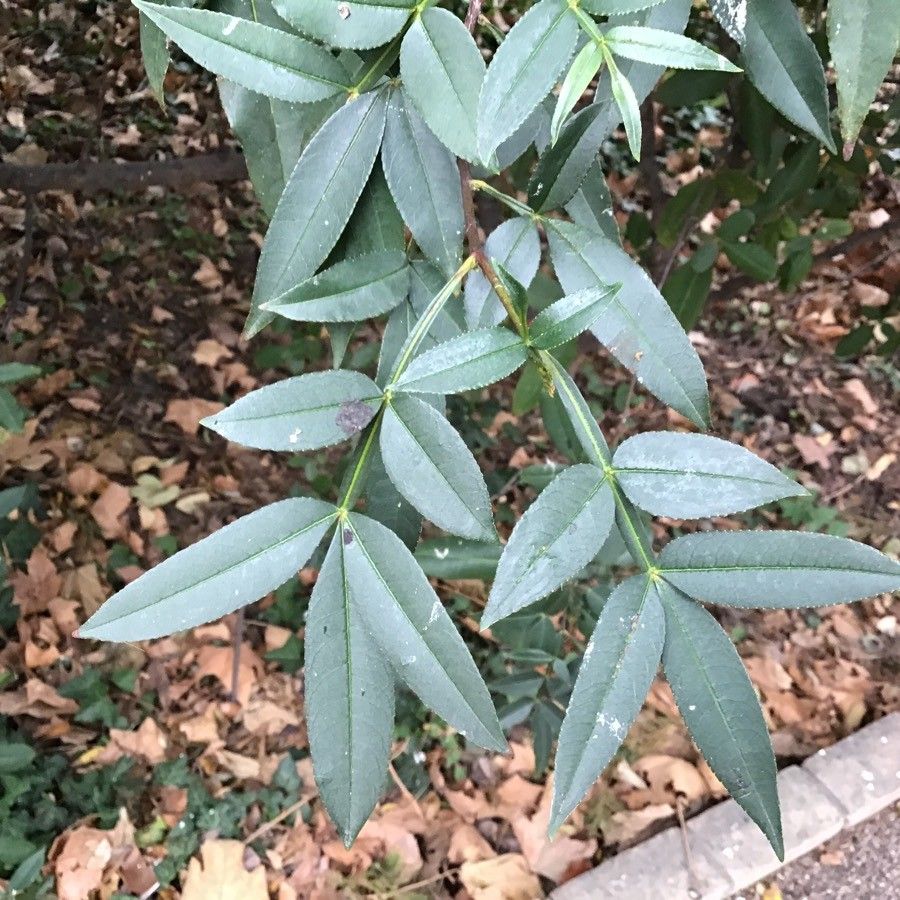 Zanthoxylum armatum — search result for 'Nepal'