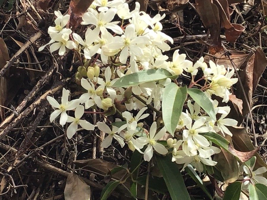 Clematis armandii flower