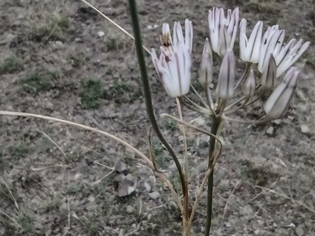 Allium moschatum — houseplant care guide