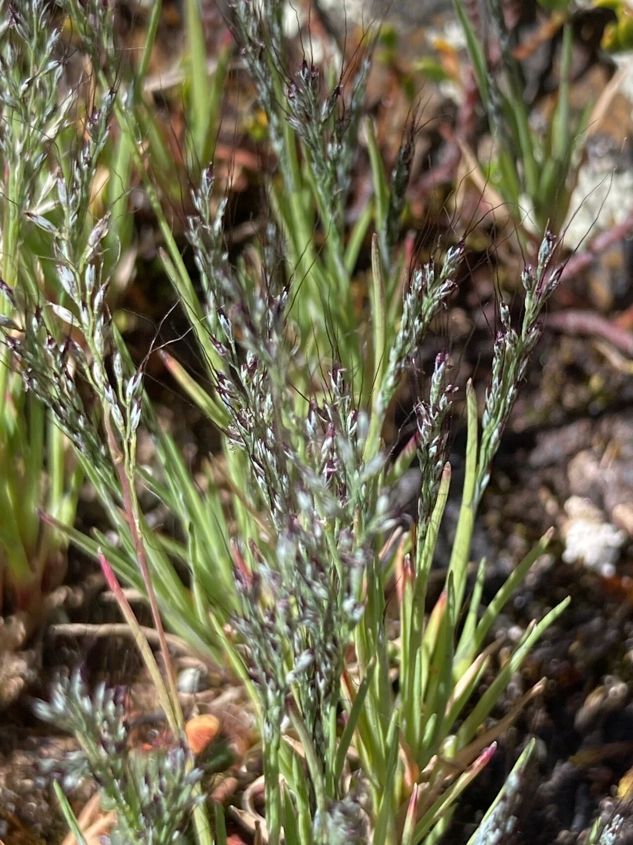 Muhlenbergia peruviana flower