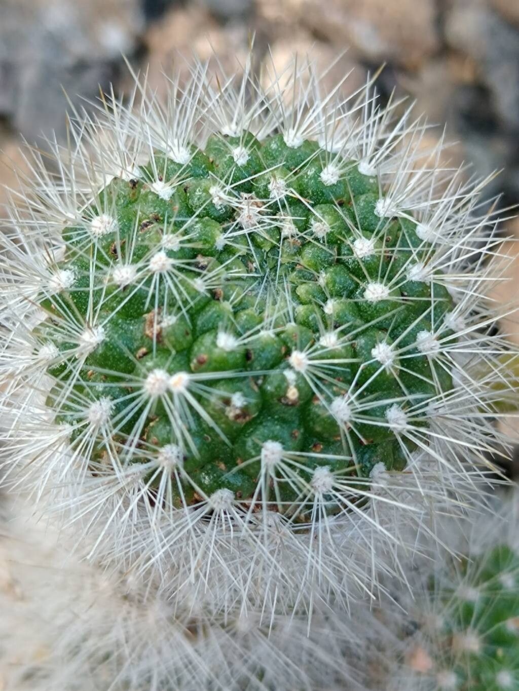 Aylostera spinosissima — houseplant care guide