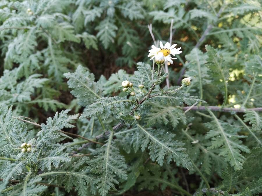 Argyranthemum broussonetii leaf