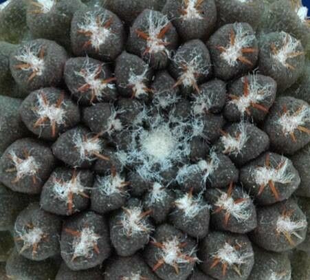 Eriosyce engleri — houseplant care guide