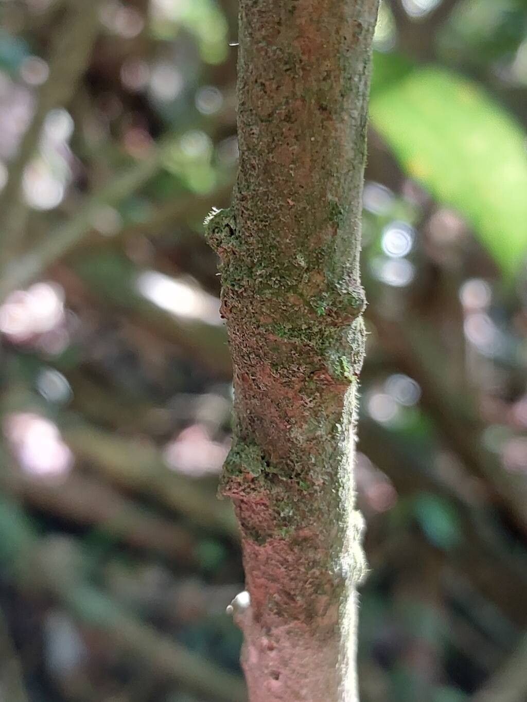 Ficus brachyclada bark