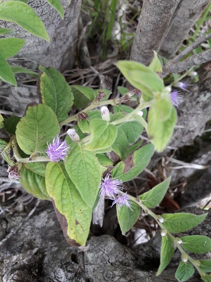 Lepidaploa arborescens leaf
