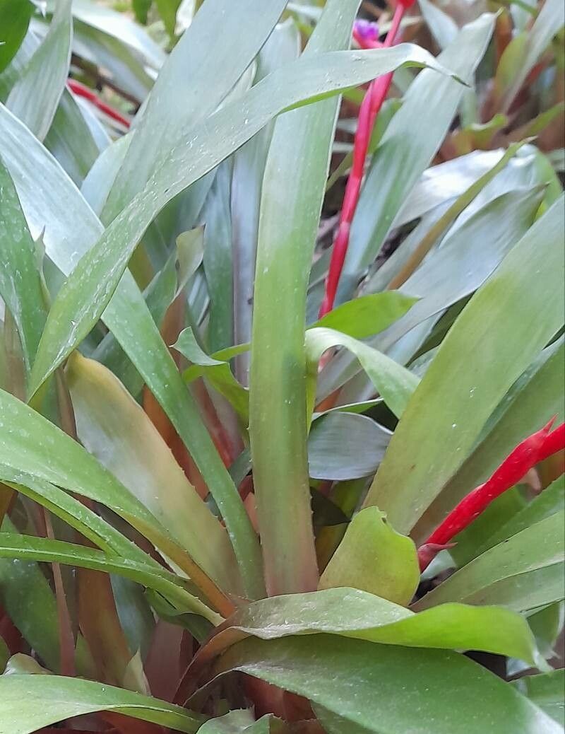 Aechmea weilbachii leaf