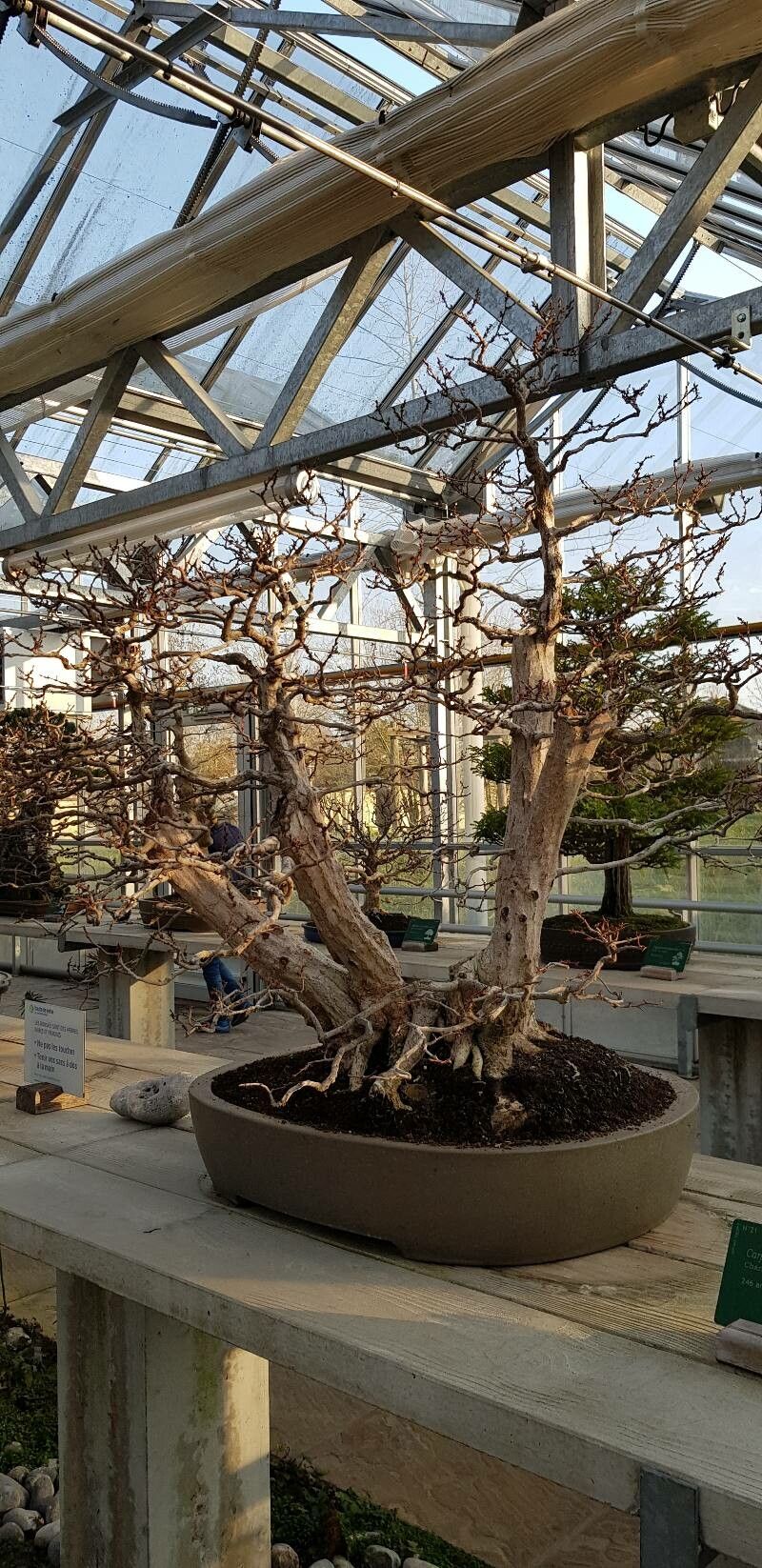 Carpinus turczaninovii habit