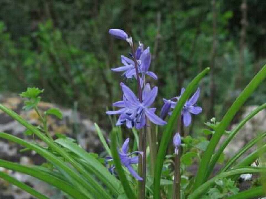 Scilla cilicica — search result for 'Scilla'