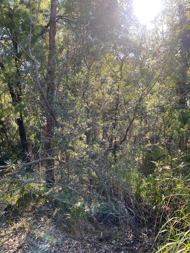 Monotoca elliptica habit