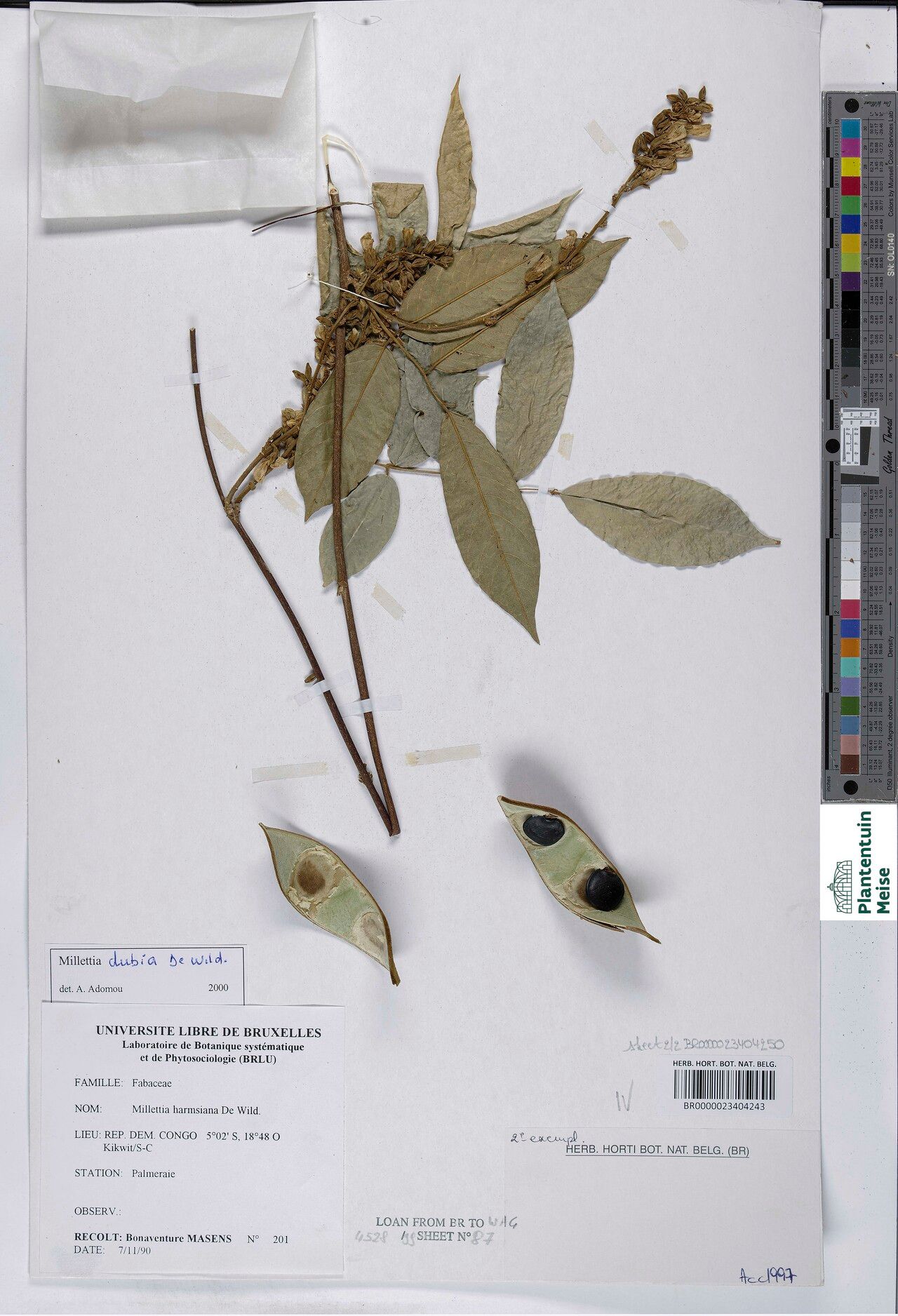 Millettia dubia — houseplant care guide