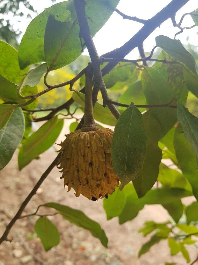 Rollinia sylvatica fruit