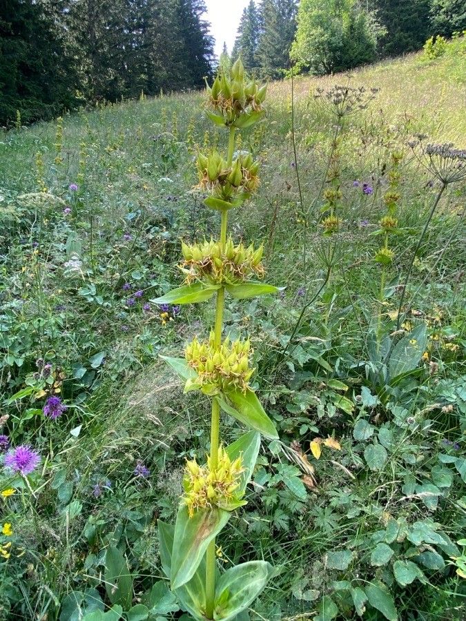 Gentiana lutea fruit