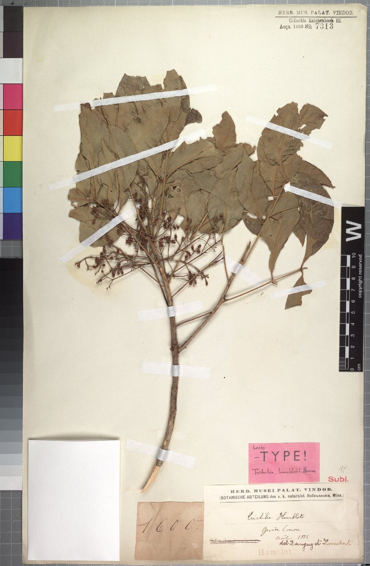 Trichilia humblotii — houseplant care guide