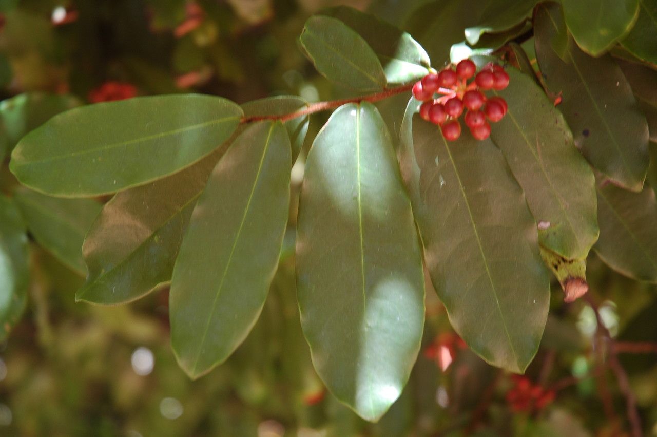 Polyalthia suberosa — houseplant care guide