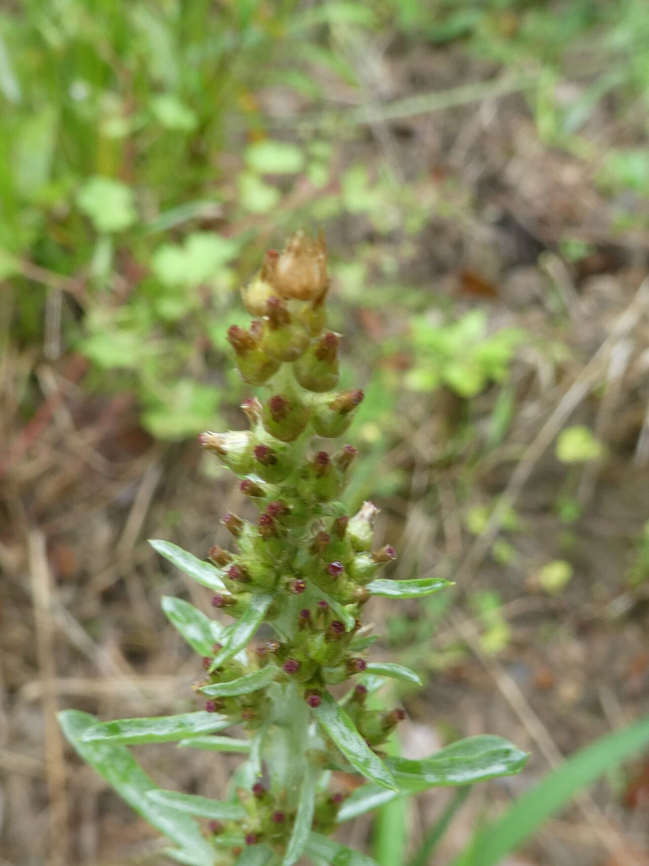 Gamochaeta subfalcata flower