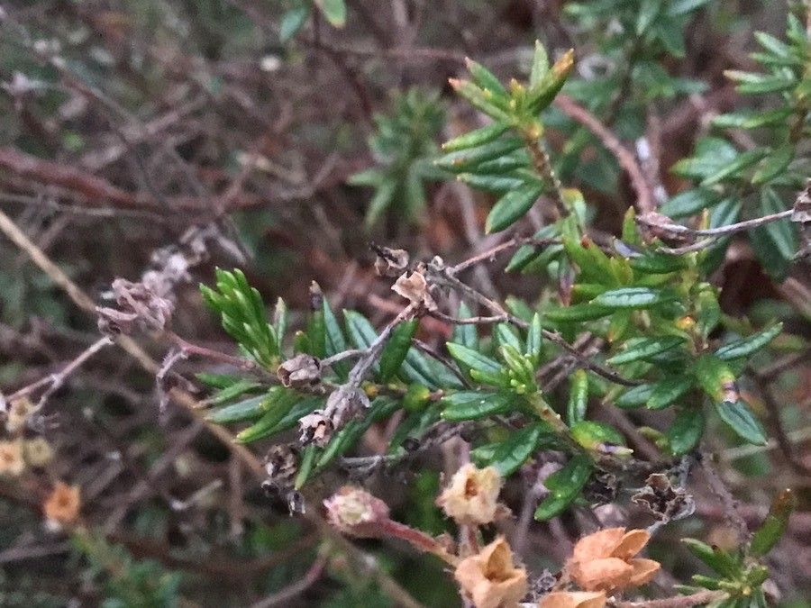 Daboecia cantabrica — search result for 'Ireland'