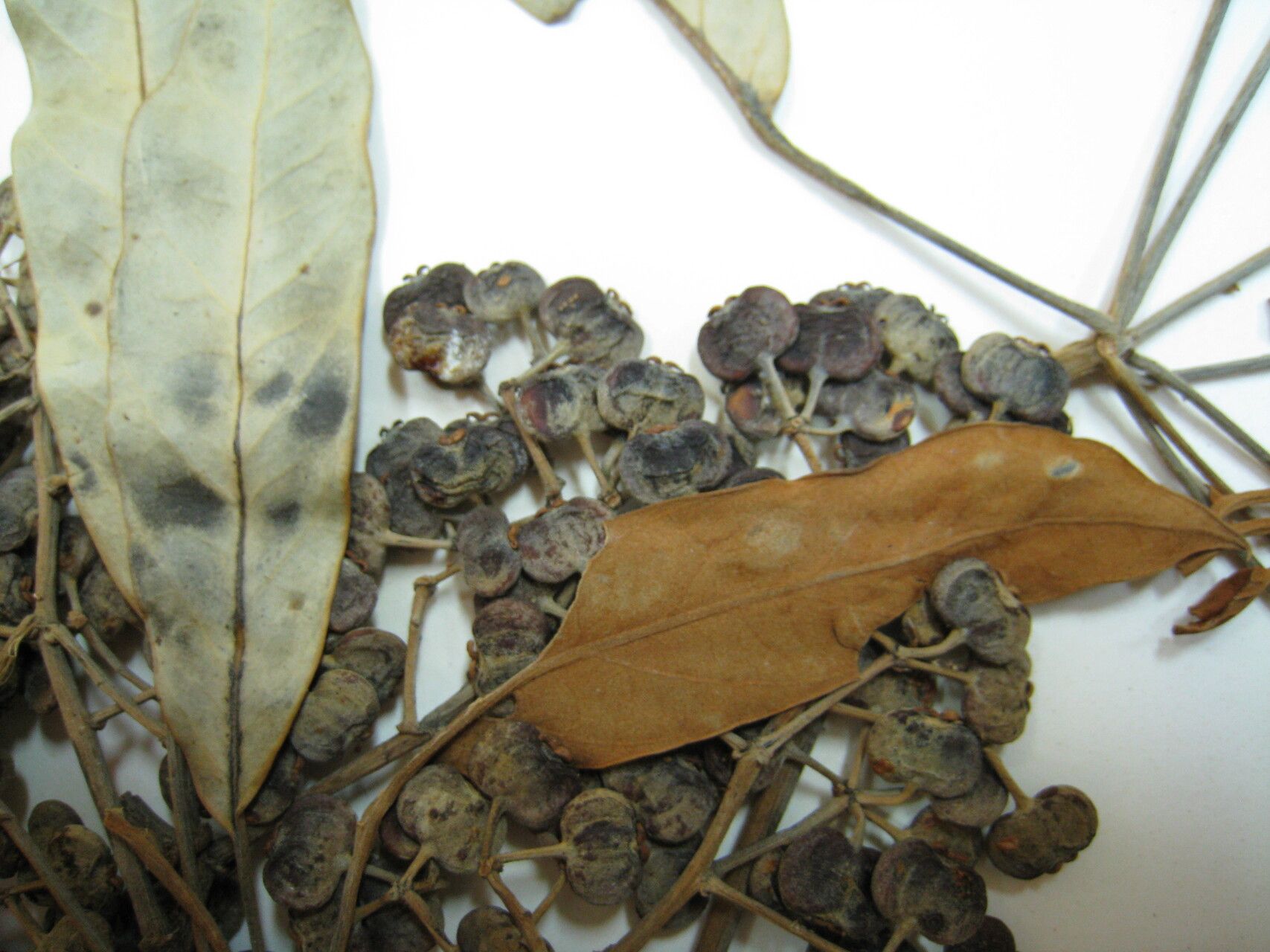 Schefflera morototoni other