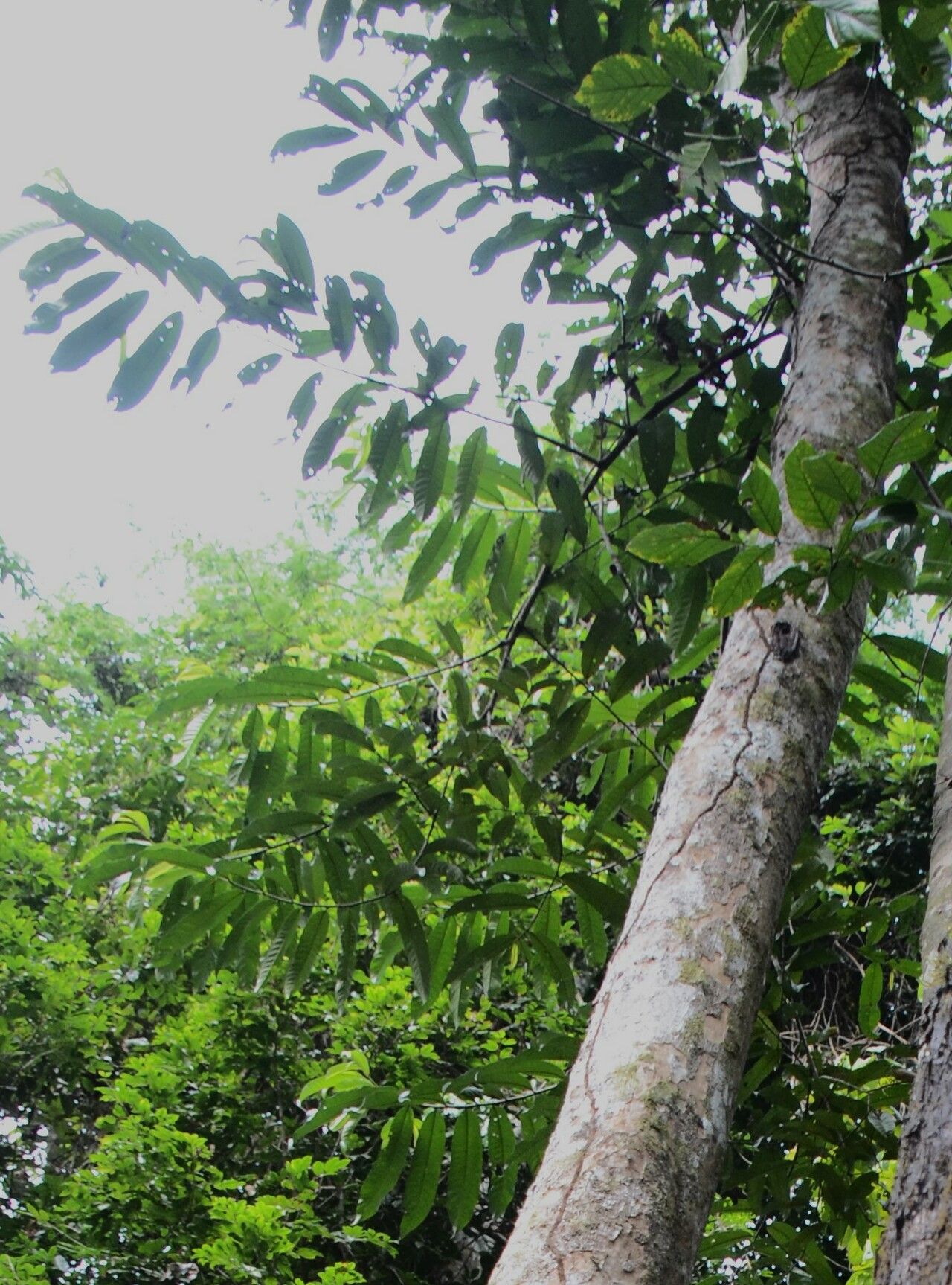 Knema scortechinii bark