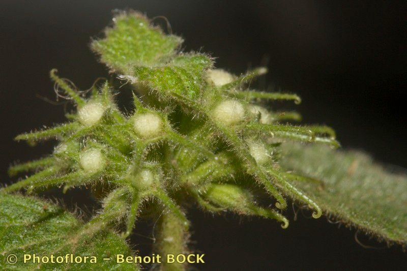 Marrubium echinatum fruit