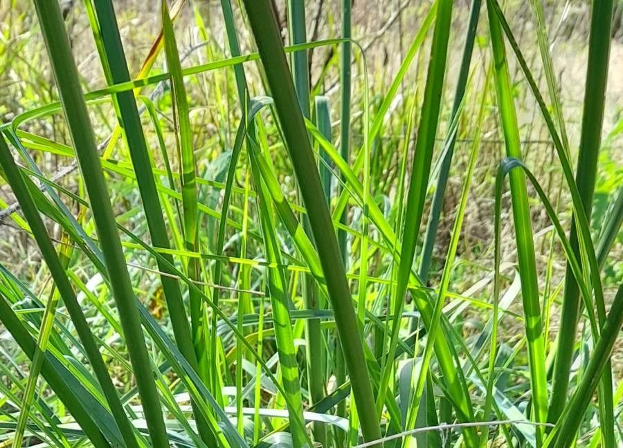 Cyperus entrerianus other