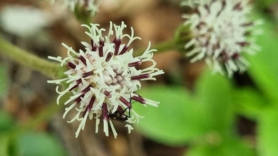 Homogyne sylvestris flower