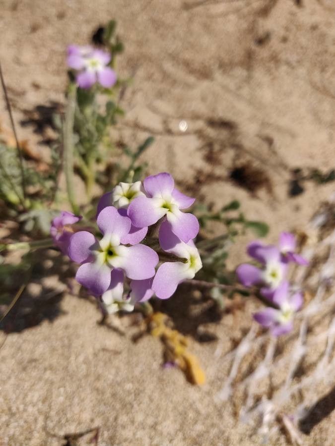 Matthiola tricuspidata flower