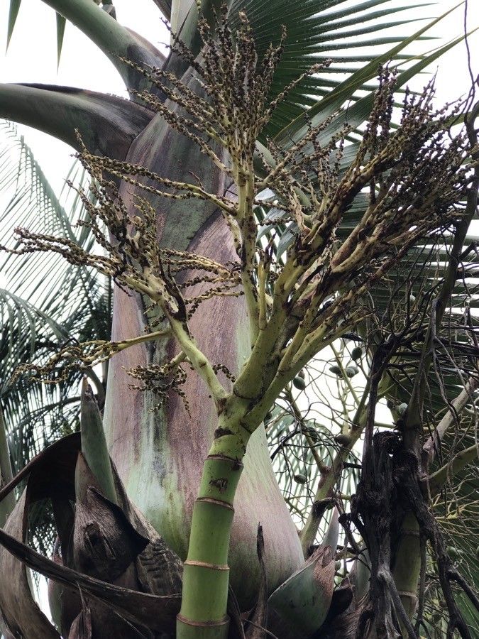 Hyophorbe lagenicaulis flower