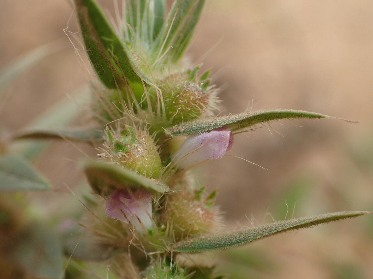 Diodella teres flower