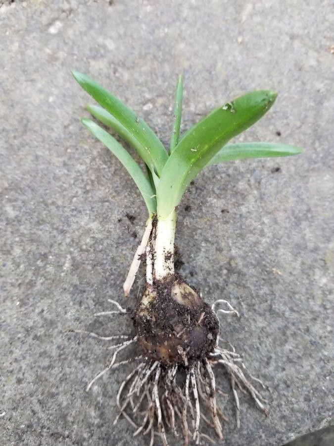 Gladiolus carneus — search result for 'Gladiolus'