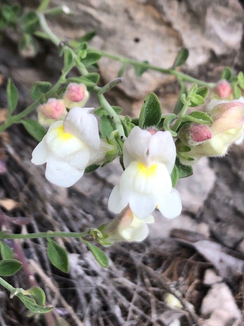 Antirrhinum pulverulentum flower