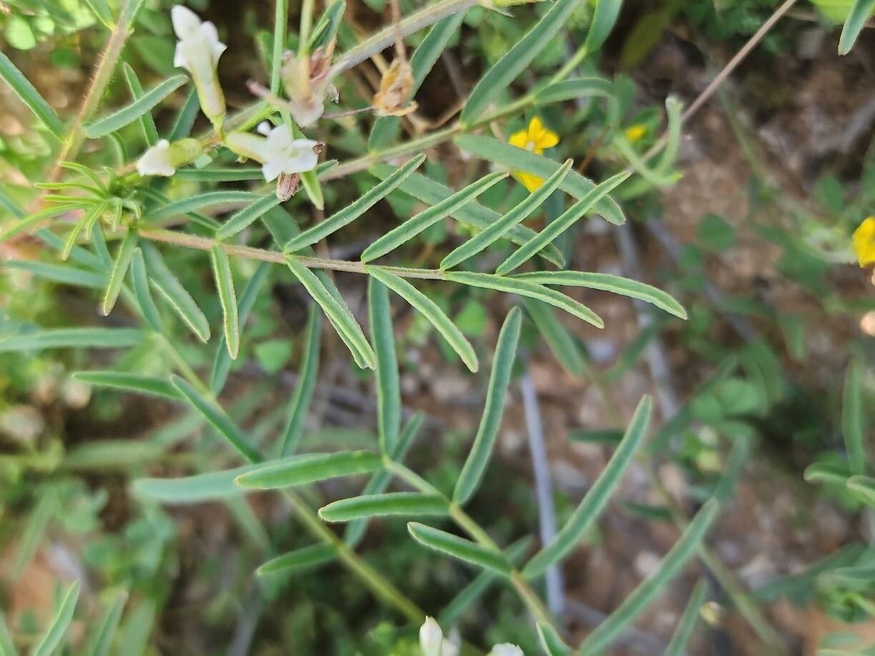 Astragalus siliquosus — houseplant care guide