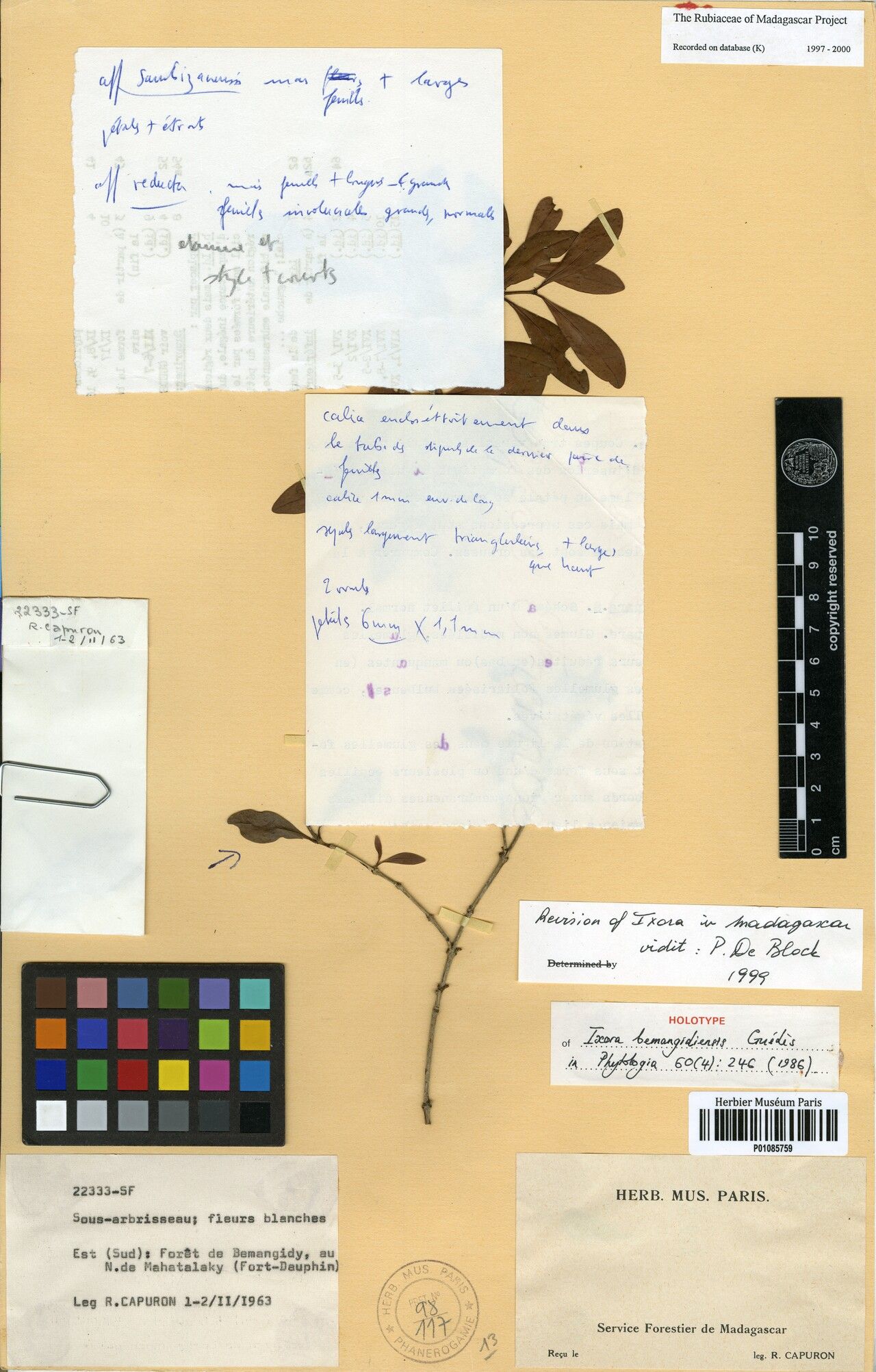 Ixora bemangidiensis — search result for 'Ixora'