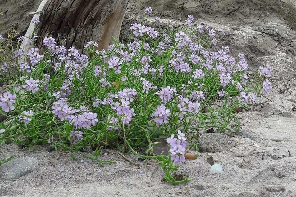 Erucaria hispanica flower