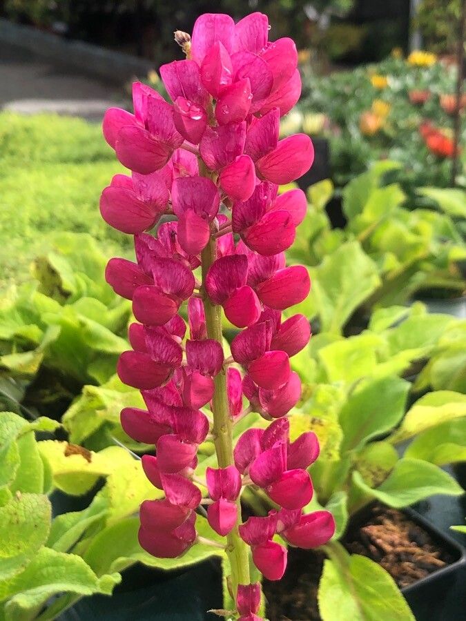 Lupinus russellianus flower