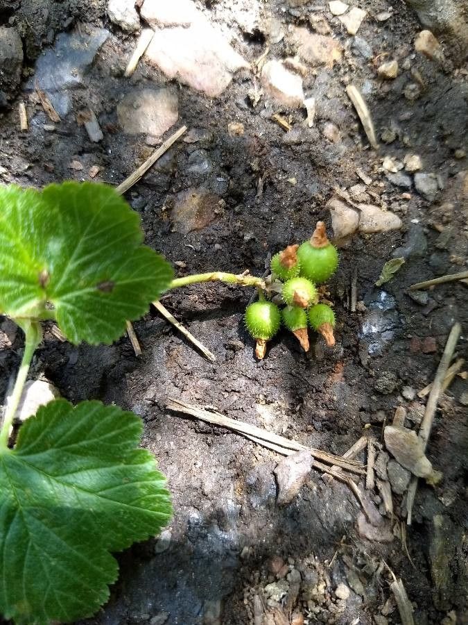 Ribes californicum fruit