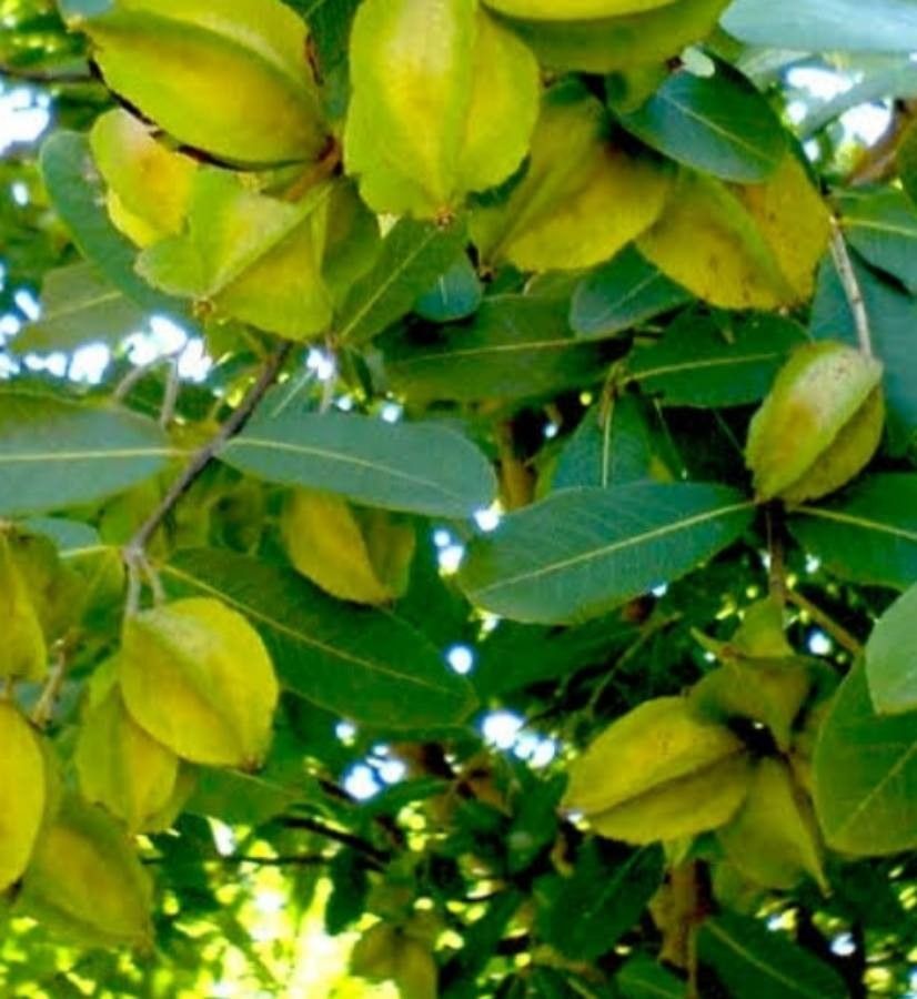 Terminalia arjuna fruit