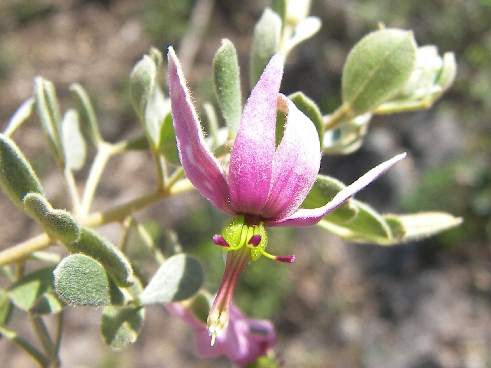 Krameria cytisoides — related species from the same genus