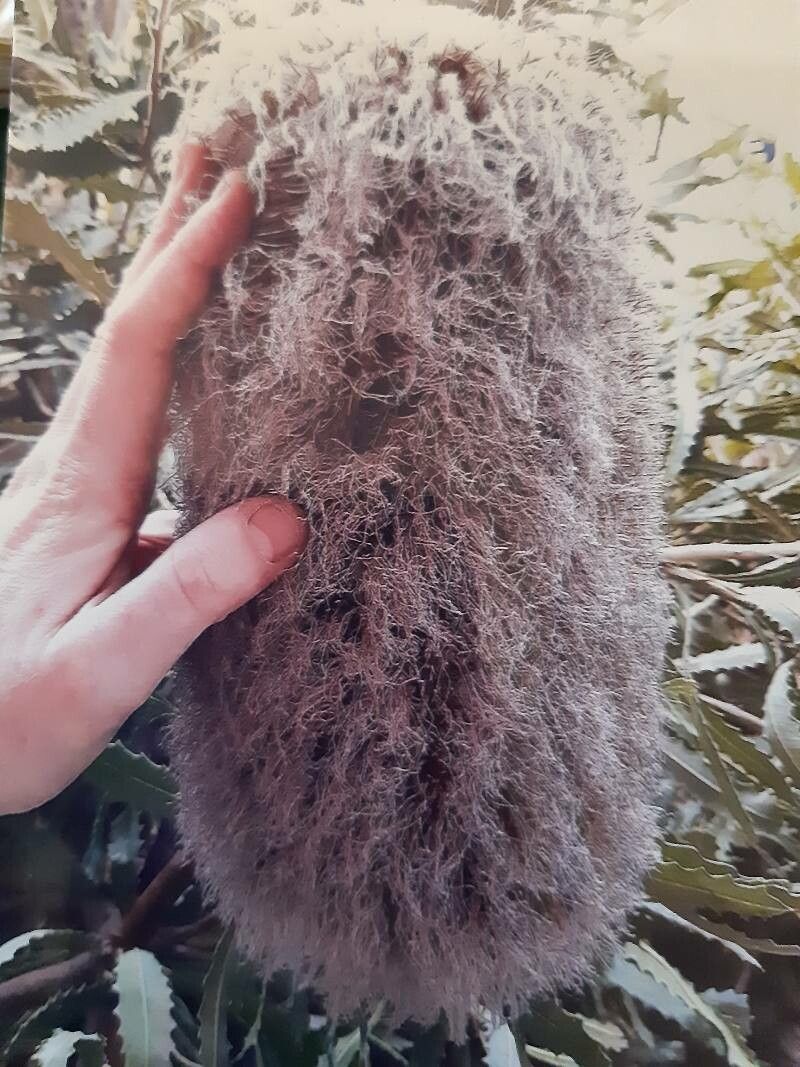 Banksia baueri flower