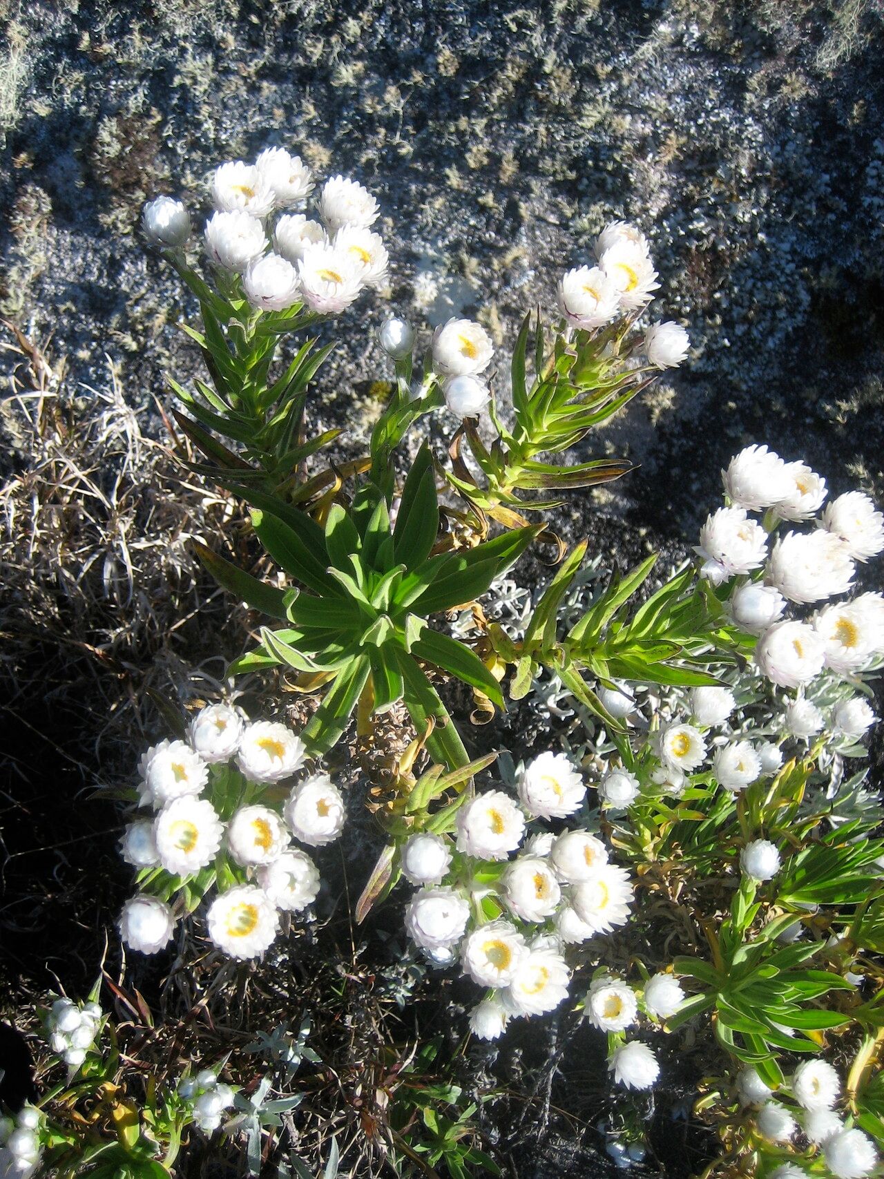 Helichrysum stilpnocephalum — houseplant care guide