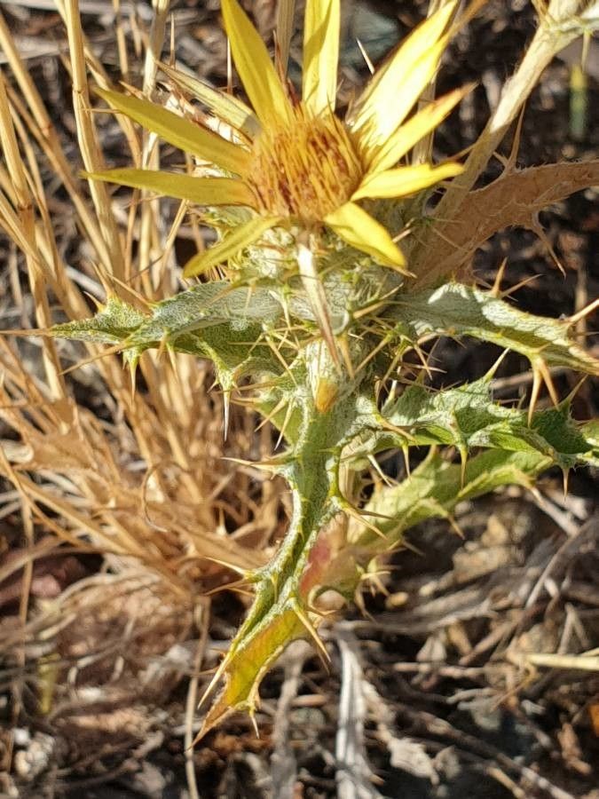 Carlina racemosa leaf